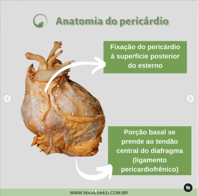 Pericárdio esterno anatomia do pericárdio Wavesmed