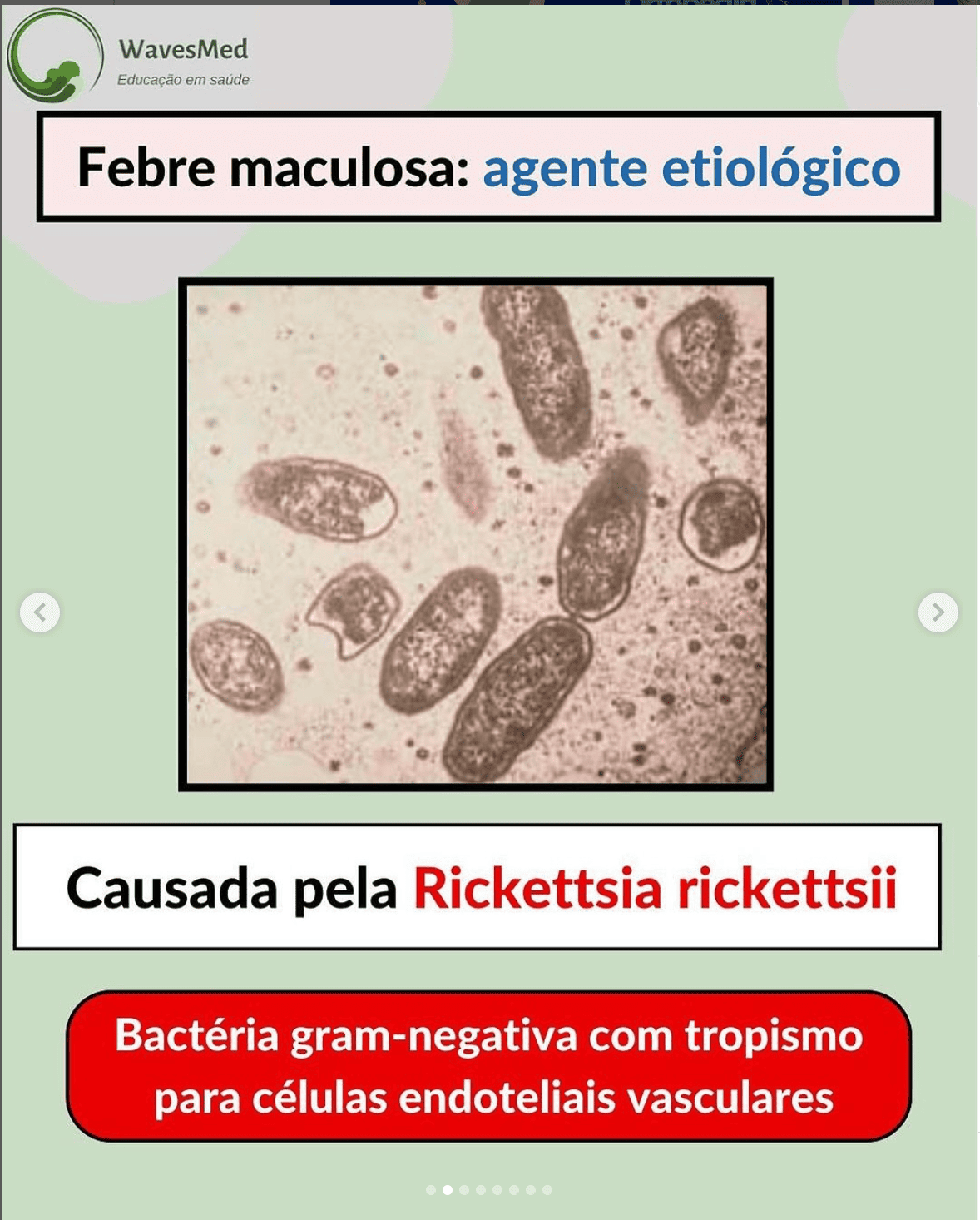 Febre_Maculosa_Agente_Etiologico