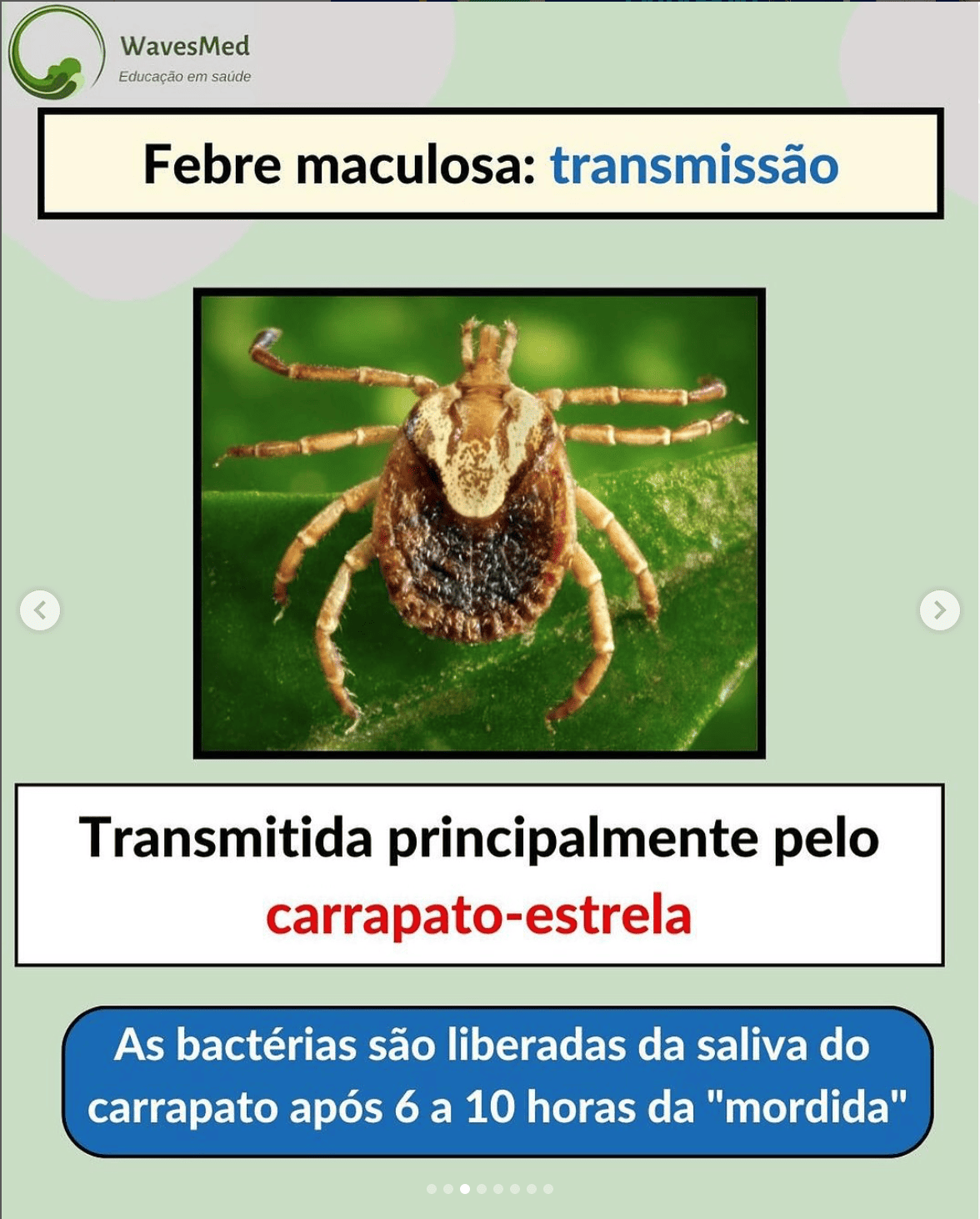 Febre_maculosa_Transmissao